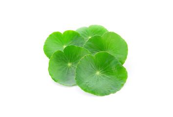 CH õ Ǯټ
 CH Natural Centella Asiatica Leaf Water