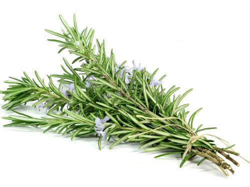 CH  ⹰
 CH Oragnic Rosemary Leaf Extract